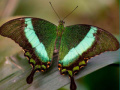 խաղ 100 Pics Quiz Online