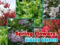 խաղ Spring Flowers: Hidden Objects