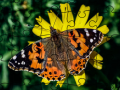 խաղ Jigsaw Puzzle: Spring