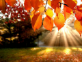 խաղ Jigsaw Puzzle: Autumn