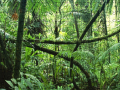 խաղ Jigsaw puzzle: Rainforest