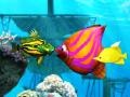 խաղ Big Fish Eat Small Fish