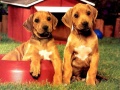խաղ Puppy Pairs Puzzle