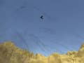 խաղ Toucan Shooter