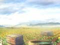 խաղ Farm Treasure
