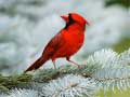 խաղ Birds Puzzle