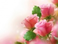 խաղ Pink Roses