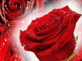 խաղ Red Roses