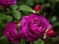 խաղ Purple Roses