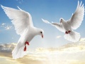 խաղ Flying Birds