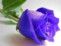 խաղ Blue Roses