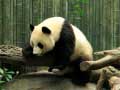 խաղ Pandas Puzzle