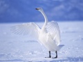 խաղ Graceful Swans