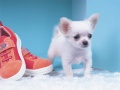 խաղ Lovely Puppy Puzzle