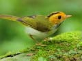 խաղ Birds Slide