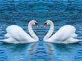 խաղ Swans Slide
