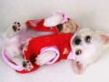 խաղ Lovely Puppy Slide