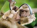 խաղ Chimpanzee Jigsaw