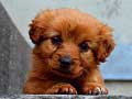 խաղ Puppy Puzzle