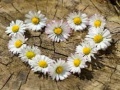 խաղ Daisy Heart Jigsaw