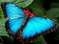 խաղ Nature Jigsaw Puzzle Butterfly