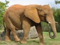 խաղ Animals Jigsaw Puzzle - Elephants