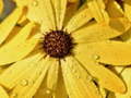 խաղ Flower Petals Raindrop Jigsaw