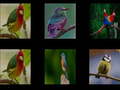 խաղ Memorize the birds