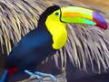խաղ Toucan Bird Jigsaw