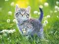 խաղ Kittens Jigsaw