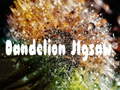 խաղ Dandelion Jigsaw