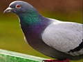 խաղ Pigeon Jigsaw Puzzle