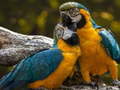 խաղ Parrot Jigsaw