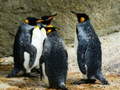 խաղ King Penguin Jigsaw