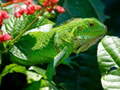 խաղ Wild Iguana