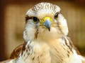 խաղ Gyrfalcon Jigsaw