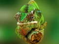 խաղ Chameleon Jigsaw