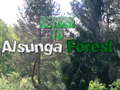 խաղ Return To Alsunga Forest