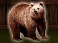 խաղ Save The Grizzly Bear
