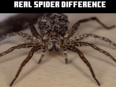 խաղ Real Spider Difference